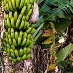 Klimakrise bedroht die Banane – Der beliebteste Frucht der Welt steht vor dem Aus