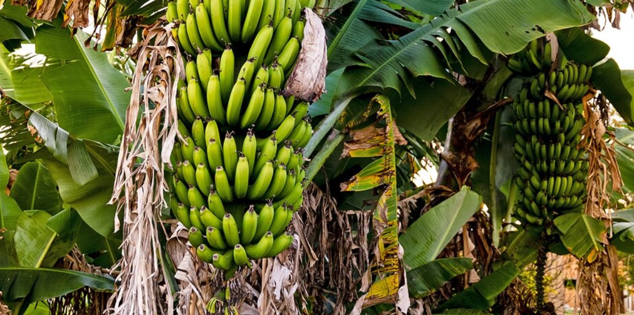 Klimakrise bedroht die Banane