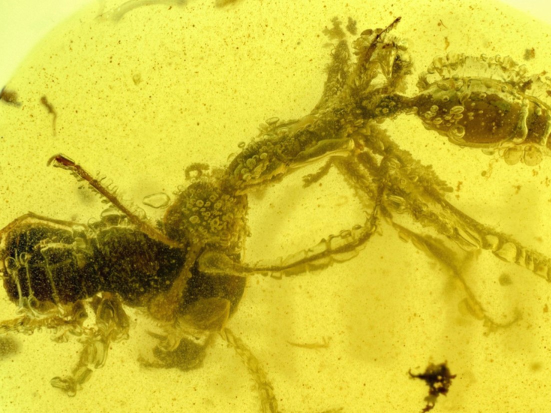 alte "Zombie-Insekten" im Bernstein entdeckt