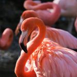 Italienische Landwirte kämpfen mit Invasion rosa Flamingos