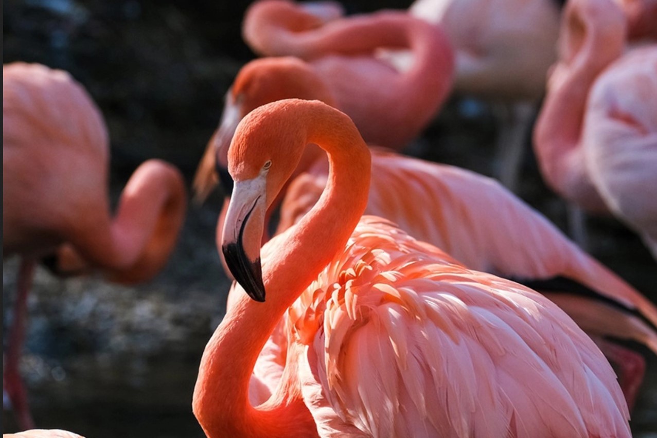 Italienische Landwirte kämpfen mit Invasion rosa Flamingos