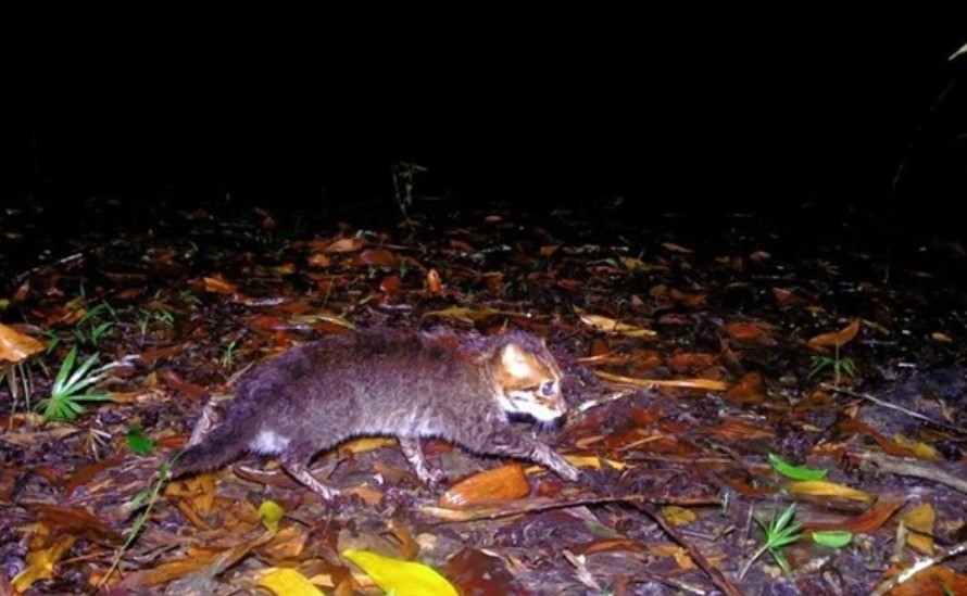 Katzenart kehrt zurück