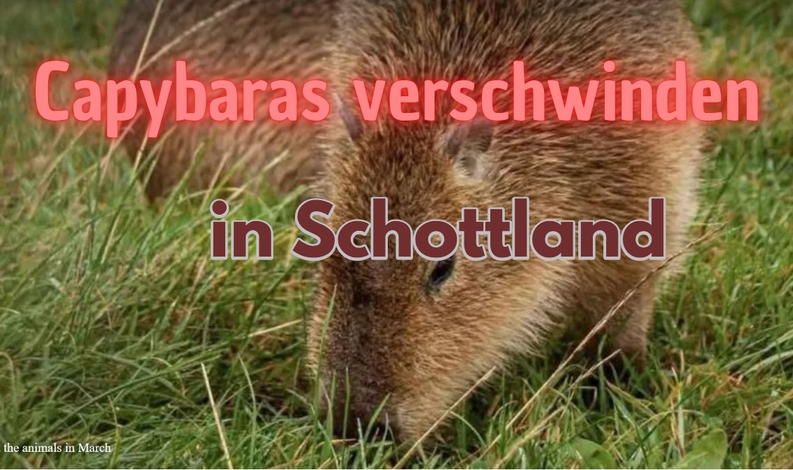 Capybaras verschwinden in Schottland
